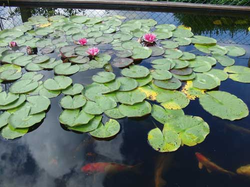 Gartenteich mit Kois