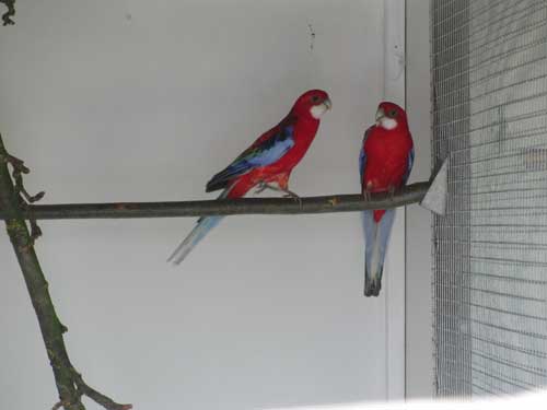 rote Rosellasittiche