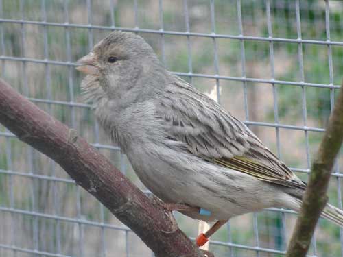 Kanarienvogel Kanarienvogel
