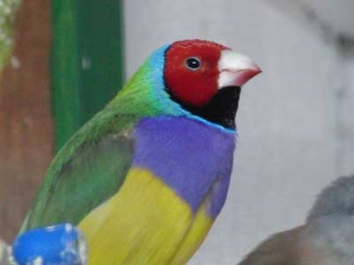 Gouldamadine